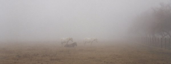 Fattrici nella nebbia