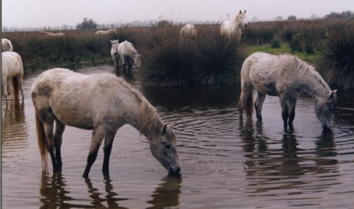 Cavalli in acqua