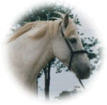 Typical Delta stallion