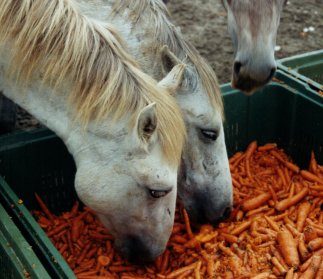 Puledri che mangiano