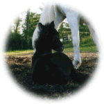 Female and foal