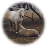 Female and young foal