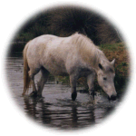 Foal in water