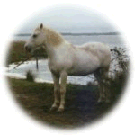 Hold Camargue