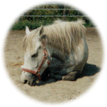 Sleeping Camargue