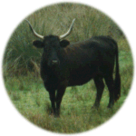 Camargue bull