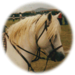 Stallion